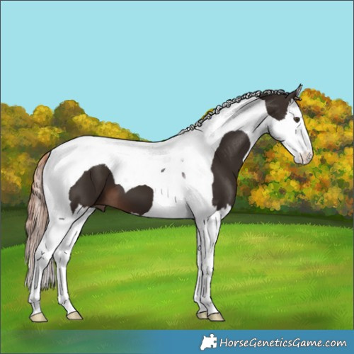 Horse Color:Liver Chestnut Splash Tobiano