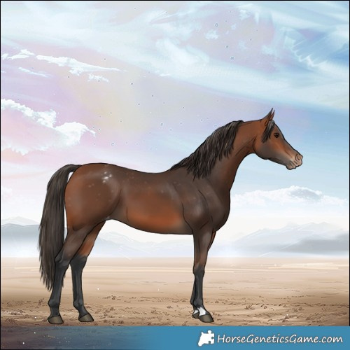 Horse Color:Bay Varnish 