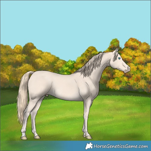 Horse Color:Perlino