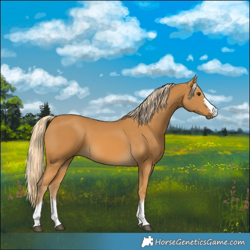 Horse Color:Palomino