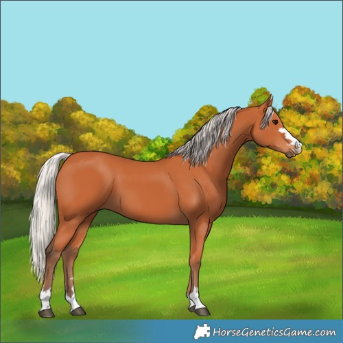 Horse Color:Silver Bay