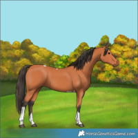 Horse Color:Bay Tobiano 