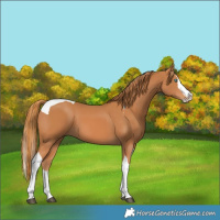 Horse Color:Chestnut Splash Tobiano 