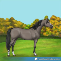Horse Color:Grullo 