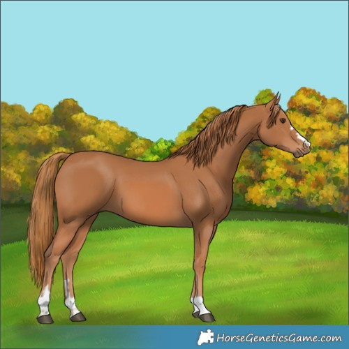 Horse Color:Chestnut 
