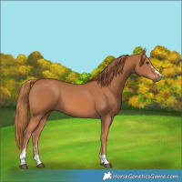 Horse Color:Chestnut 
