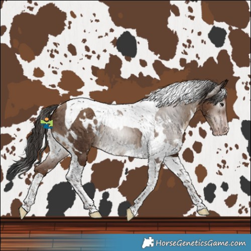 Horse Color:Gray White Spotted Classic Champagne Tobiano 