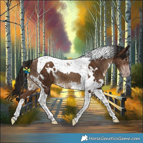 Horse Color:Gray White Spotted Classic Champagne Tobiano 