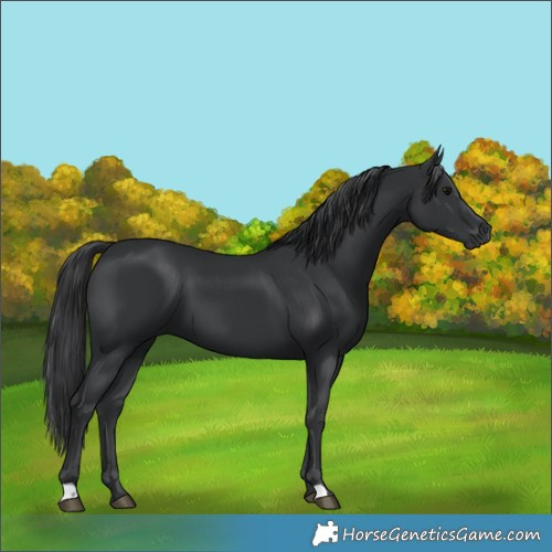 Horse Color:Black 
