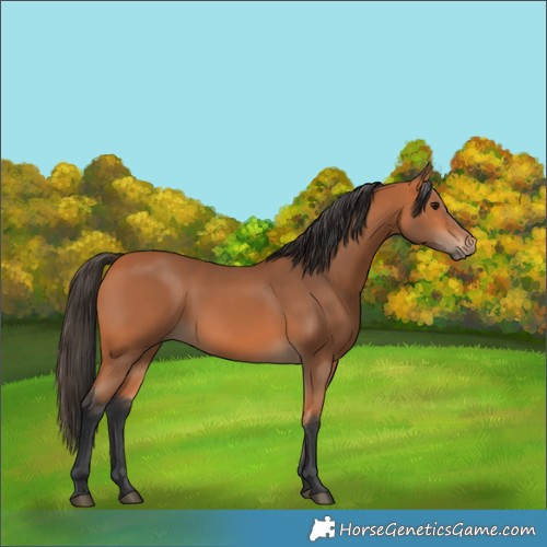 Horse Color:Bay 