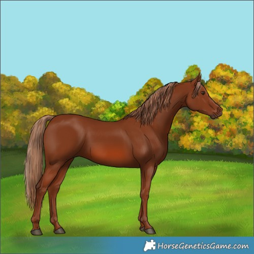 Horse Color:Chestnut 
