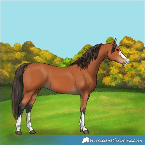 Horse Color:Bay 
