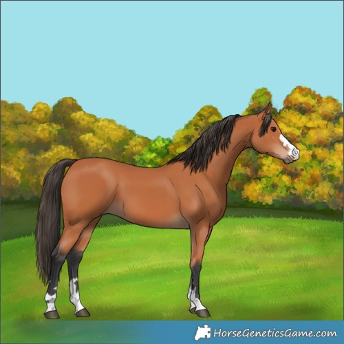 Horse Color:Bay 