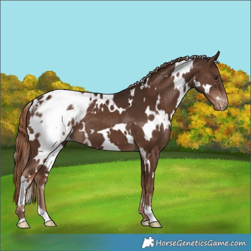 Horse Color:White Spotted Liver Chestnut Appaloosa 