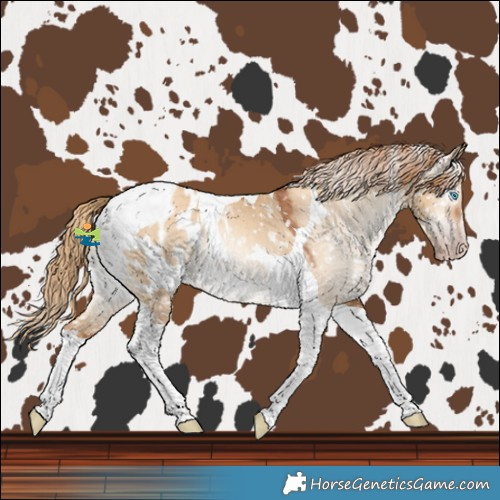 Horse Color:Gray Gold Champagne Dun Tobiano Blanket 