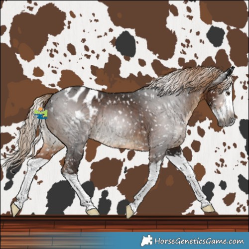 Horse Color:Gray Liver Chestnut Splash Blanket 
