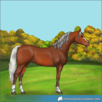 Horse Color:Silver Bay 
