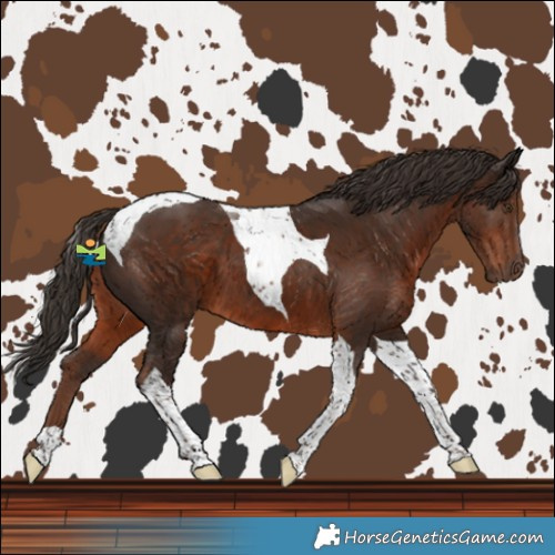 Horse Color:Liver Chestnut Tobiano 