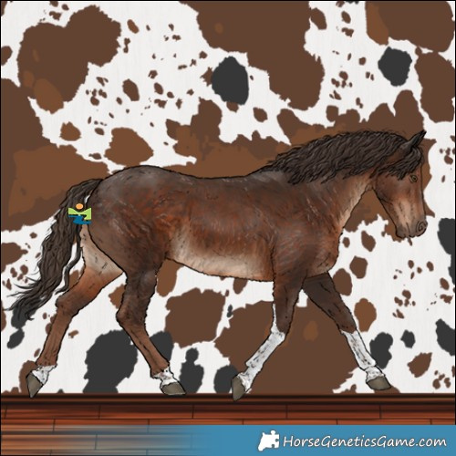 Horse Color:Liver Chestnut Tobiano 