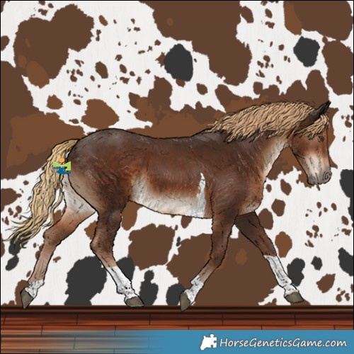 Horse Color:Liver Chestnut Tobiano 