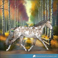 Horse Color:Gray Silver Bay Dun Sabino Appaloosa