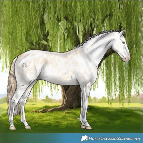 Horse Color:Gold Champagne Dun Appaloosa and Gold Champagne Dun Splash Appaloosa