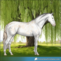 Horse Color:Gold Champagne Dun Appaloosa  and Gold Champagne Dun Splash Appaloosa 