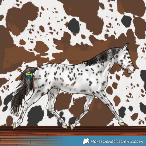 Horse Color:Liver Chestnut Near Leopard 