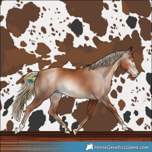 Horse Color:Gray Gold Champagne Rabicano 