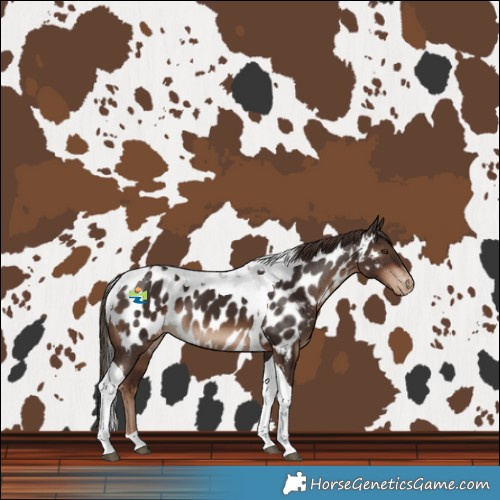 Horse Color:Liver Chestnut Tobiano Near Leopard 