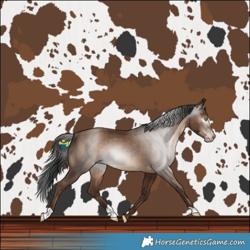 Horse Color:Gray Sable Champagne Rabicano 
