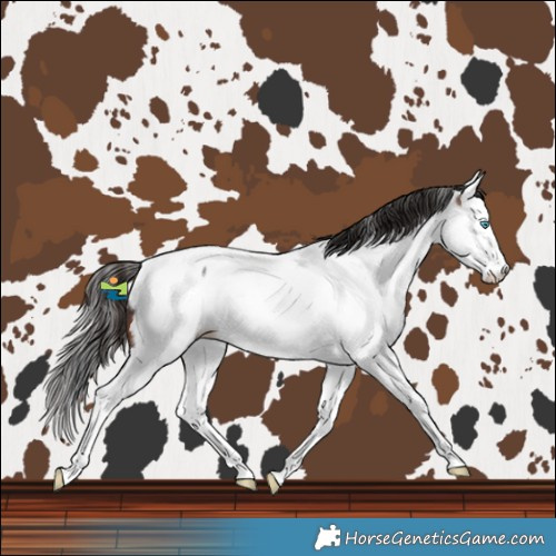 Horse Color:White Spotted Brown Sabino Splash Fewspot Rabicano 
