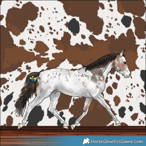 Horse Color:White Spotted Bay Sabino Blanket Rabicano 