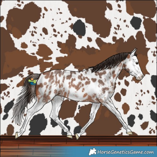 Horse Color:Bay Sabino Splash Near Leopard 