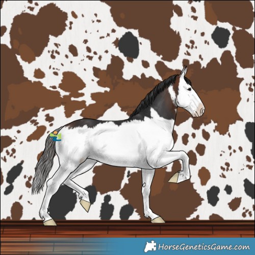 Horse Color:White Spotted Brown Splash 
