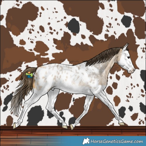 Horse Color:Buckskin Roan Splash Blanket 
