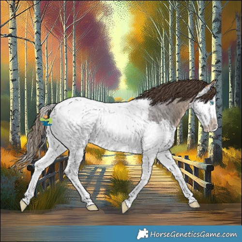 Horse Color:White Spotted Buckskin Roan Splash Appaloosa Rabicano