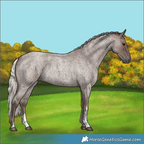 Horse Color:Silver Blue Roan Sabino