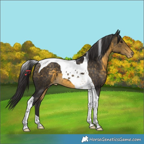Horse Color:Buckskin Tobiano Appaloosa 