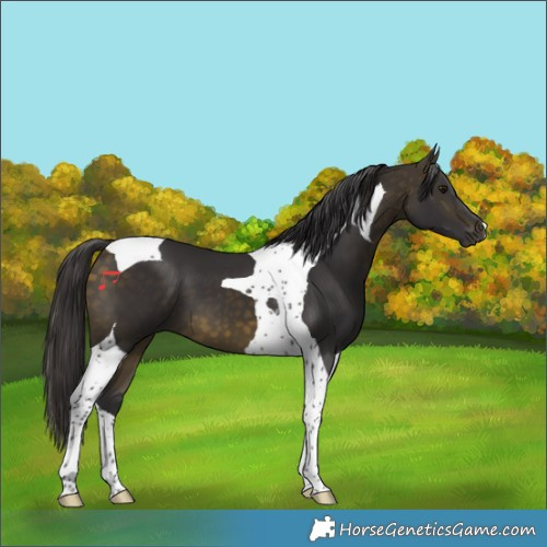 Horse Color:Buckskin Tobiano