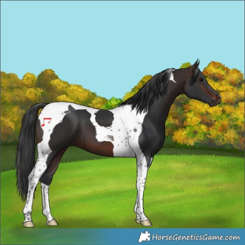 Horse Color:Brown Tobiano 