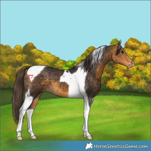 Horse Color:Buckskin Tobiano Appaloosa