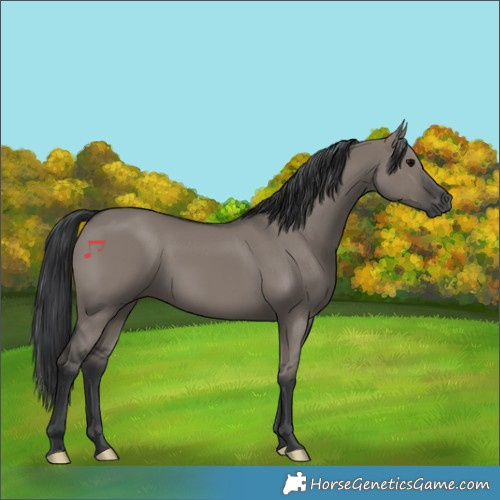 Horse Color:Grullo