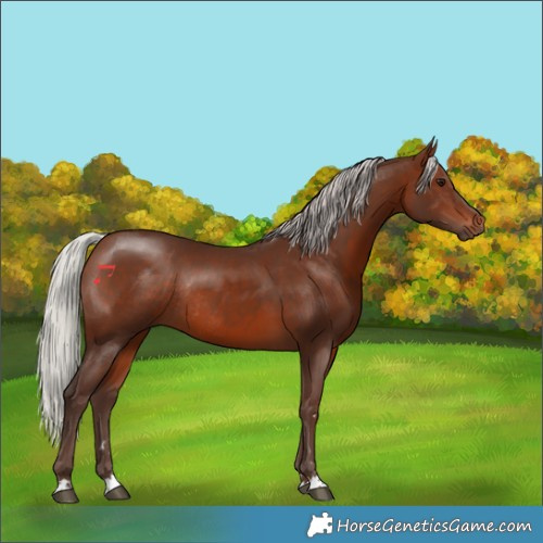 Horse Color:Silver Brown Rabicano 