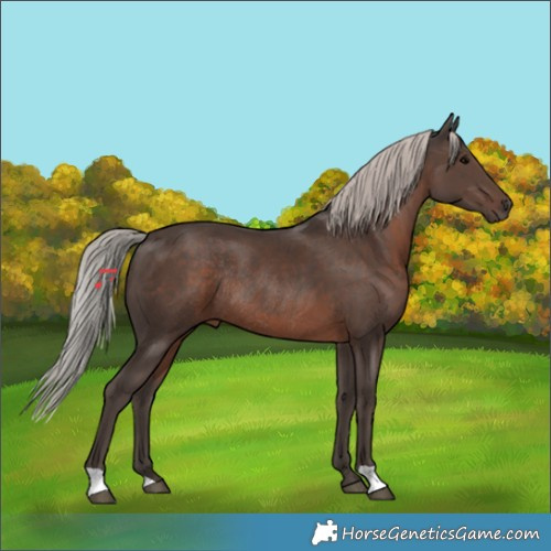 Horse Color:Silver Black Rabicano 