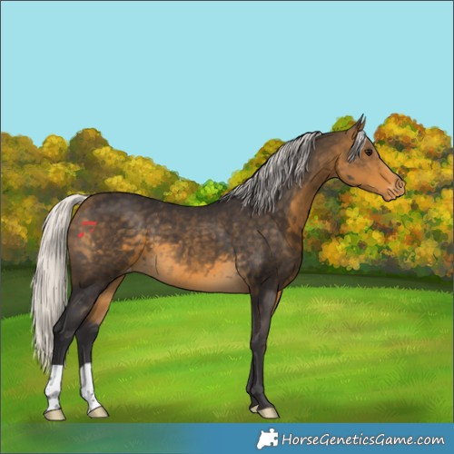 Horse Color:Silver Buckskin Appaloosa 