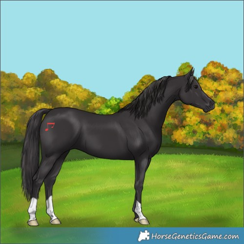Horse Color:Smoky Black 