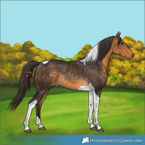 Horse Color:Buckskin Tobiano Rabicano 