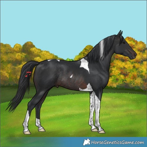 Horse Color:Brown Tobiano Rabicano