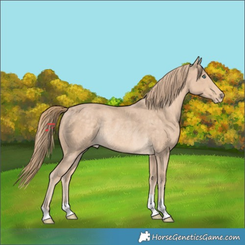 Horse Color:Perlino Rabicano